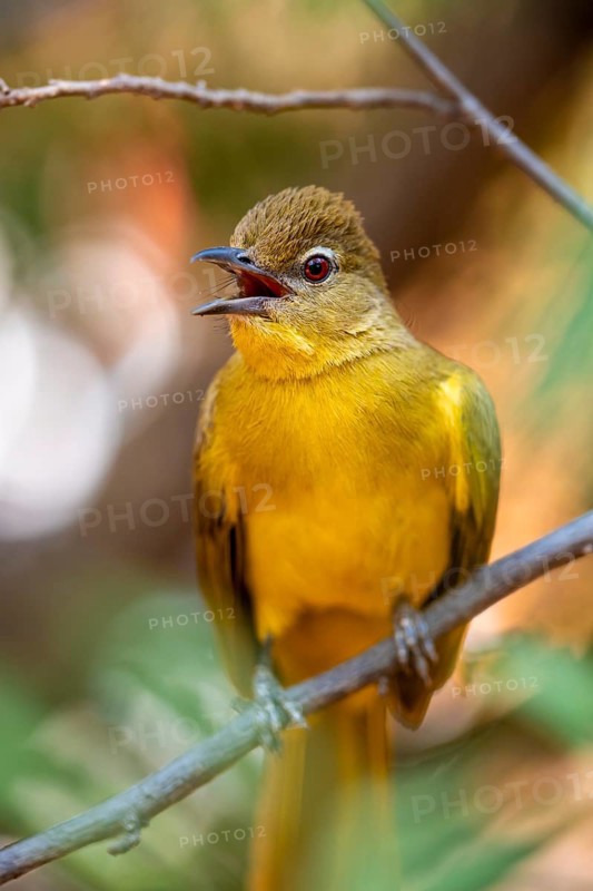 Yellow-bellied Greenbul (Chlorocichla flaviventris), Yellow-bellied Greenbul, Zambezi Region, Caprivi Strip, Namibia