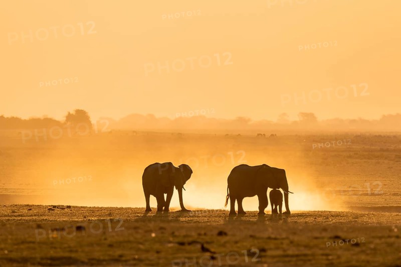 African elephant (Loxodonta africana), silhouette, sunset, atmospheric light, Ihaha, Chobe National Park National Park, Botswan