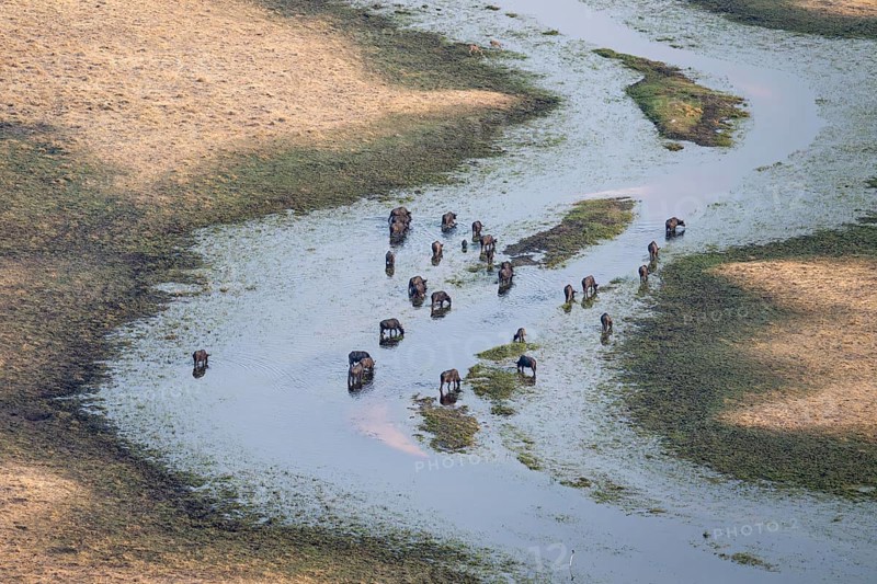 Kaffir buffalo (Syncerus caffer caffer), flock drinking in the river, aerial view, Okavango Delta, Botswana