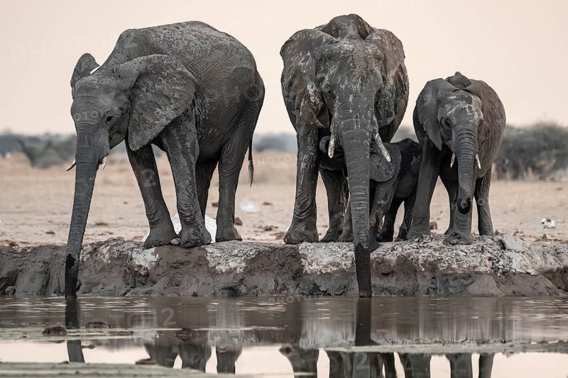 Animal family with baby elephant, African elephants (Loxodonta africana), drinking at the waterhole, dramatic reflection in the water, Nxai Pan National Park, Botswana