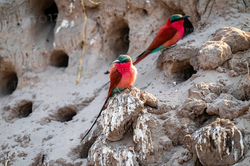 Breeding caves on the banks of the Kwando, Southern carmine bee-eater (Merops nubicoides), bee-eaters breeding, Kwando River, Zambezi region, Caprivi Strip, Namibia