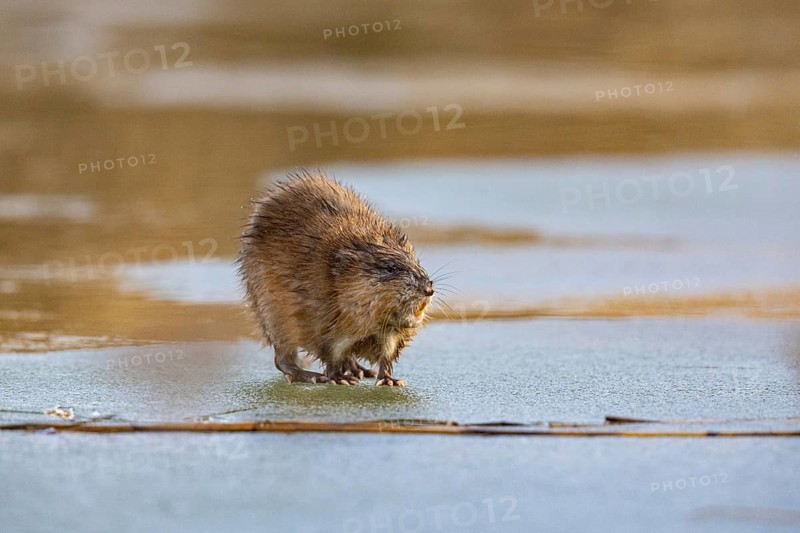 Muskrat (Ondatra zibethicus) walks across the ice on frozen lake Germany