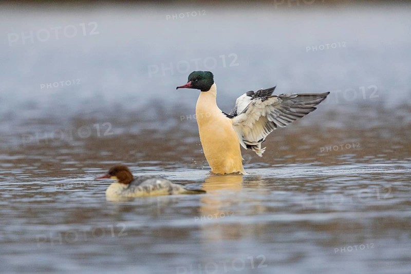 Goose säger (Mergus merganser) ml Germany