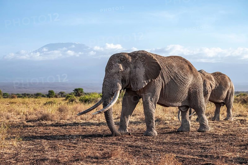 African elephant (Loxodonta africana) in picturesque landscape with the summit of Mount Kilimanjaro, the famous Super Tusker elephant Craig, old male with long tusks, in atmospheric evening light, Kajiado County, Kenya