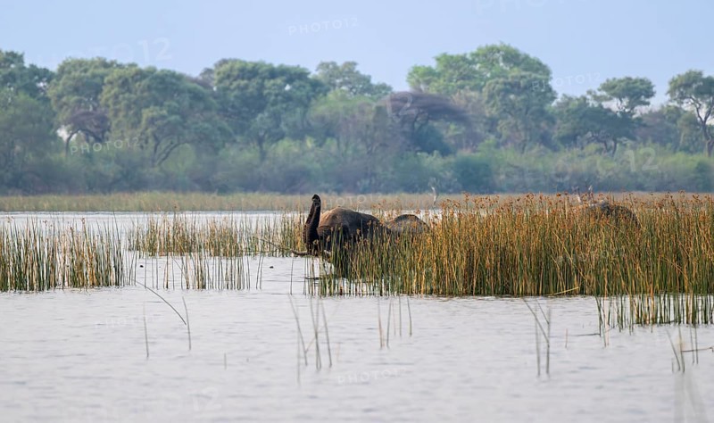African elephant (Loxodonta africana), elephants on the riverbank between river grass, Thamalakane River, Okavango Delta, Botswana
