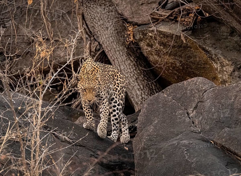 Female, leopard (Panthera pardus) in rocks, Savuti, Chobe National Park, Botswana