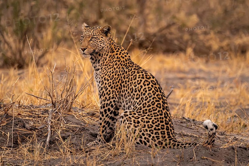 Female, leopard (Panthera pardus) sitting, dry grass, Savuti, Chobe National Park National Park, Botswana