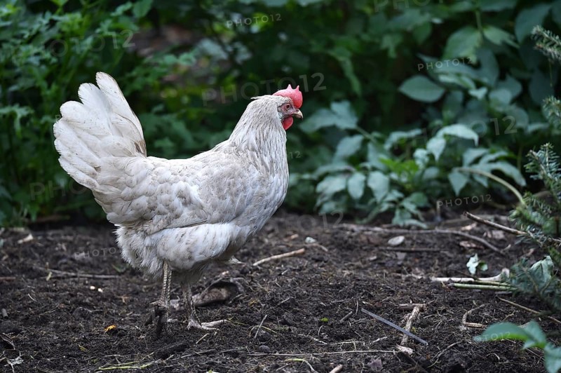 Hen, Gallus gallus domesticus, looking for food in a free-range farm, organic farming, Saxony-Anhalt, Germany