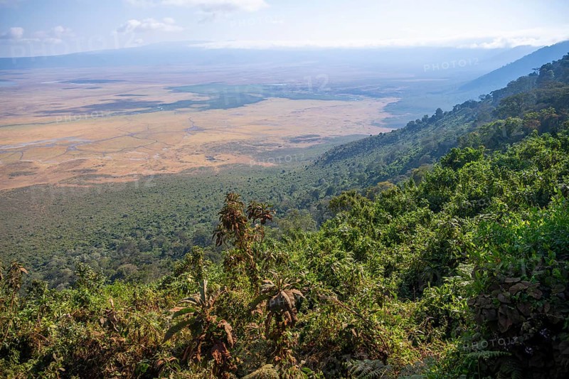 View of Ngorongoro Crater, Crater Viewpoint, Forest and Savanna Landscape, Ngorongoro Conservation Area, Tanzania