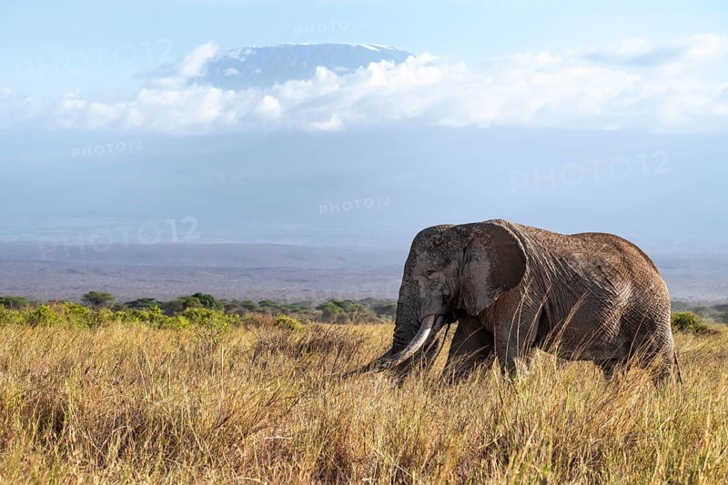 African elephant (Loxodonta africana) in picturesque landscape with the summit of Mount Kilimanjaro, the famous Super Tusker elephant Craig and Pascal, old male with long tusks, in atmospheric evening light, Kajiado County, Kenya