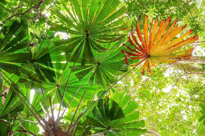 Australian fan palms in sunny rainforest on the way to Mount Sorrow in Daintree National Park Queensland, Australia