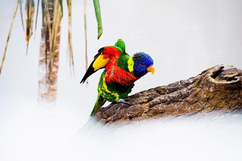 Parrot, colorful, all-color lory, Trichoglossus haematodus