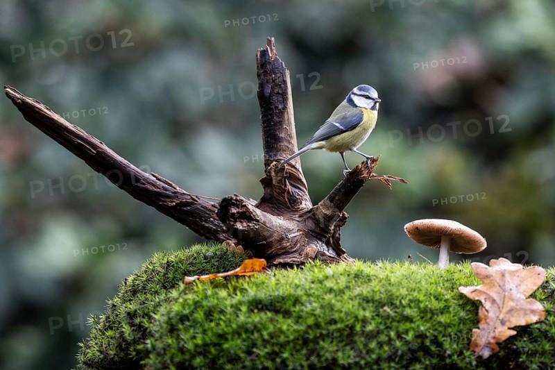 Blue tit (Parus caerulea), Emsland, Lower Saxony, Germany