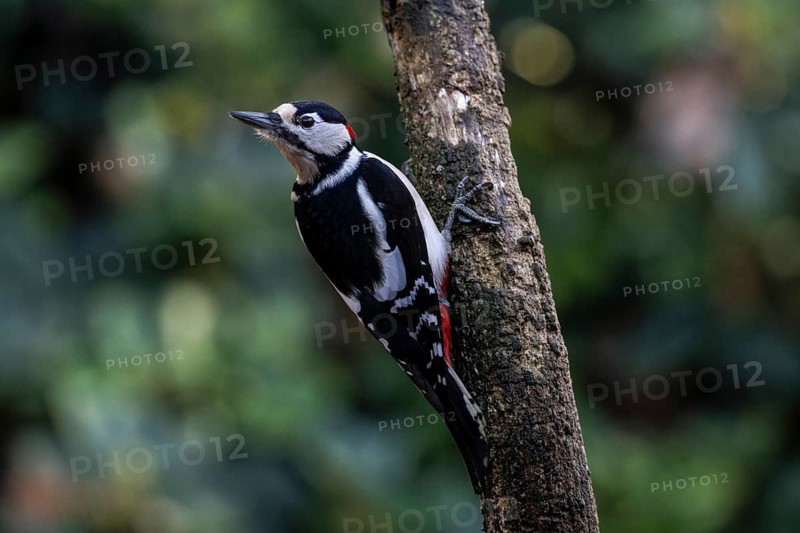 Great Spotted Woodpecker (Dendrocopos major), Emsland, Lower Saxony, Germany
