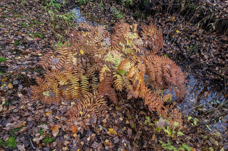 Royal Fern (Osmunda regalis), Emsland, Lower Saxony, Germany