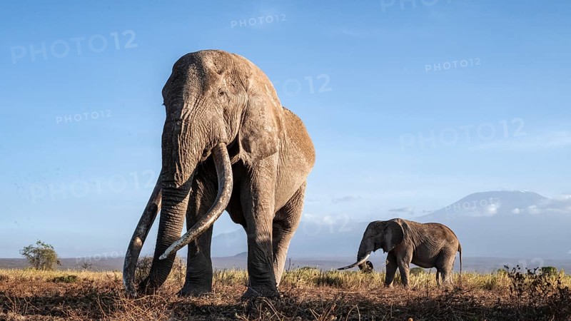 African elephant (Loxodonta africana) with Kilimanjaro, the famous Super Tusker elephant Craig, old male with long tusks, evening light, Amboseli, Kajiado County, Kenya