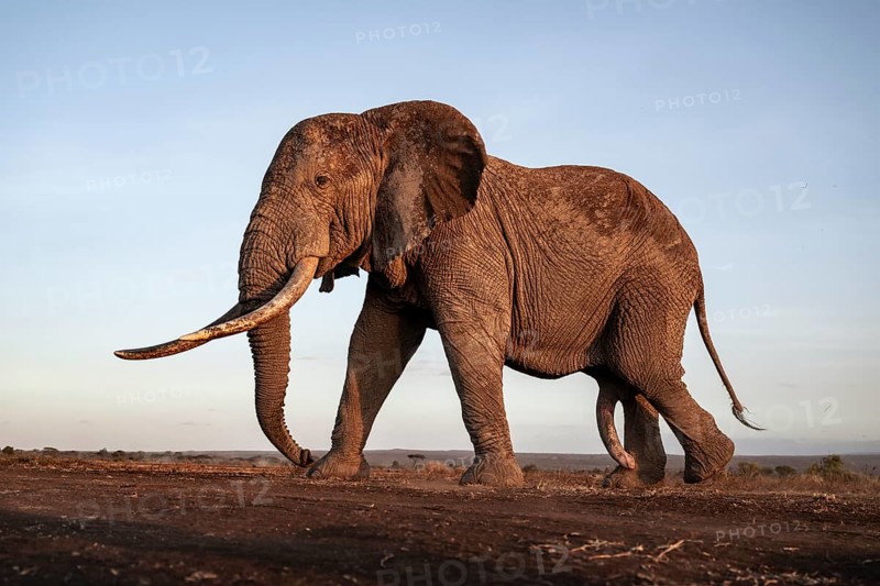 African elephant (Loxodonta africana), the famous Super Tusker elephant Craig, old male with long tusks, evening light, Amboseli, Kajiado County, Kenya