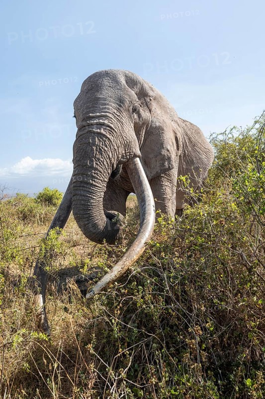 African elephant (Loxodonta africana) eats leaves, the famous Super Tusker elephant Craig, old male with long tusks, Kajiado County, Kenya