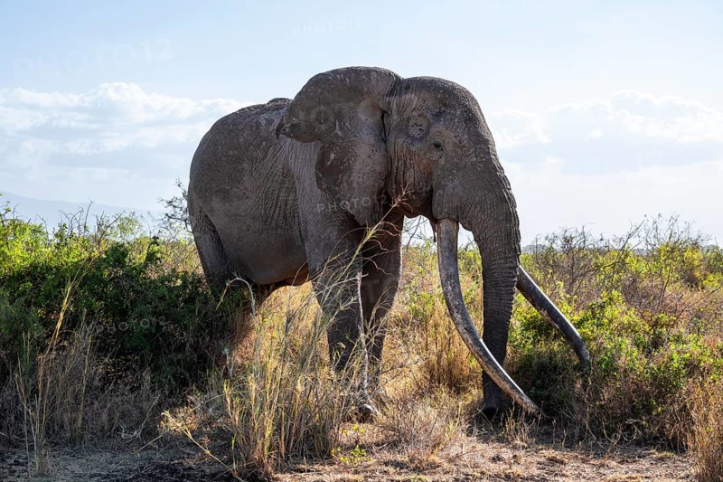 African elephant (Loxodonta africana), the famous Super Tusker elephant Craig, old male with long tusks, Kajiado County, Kenya