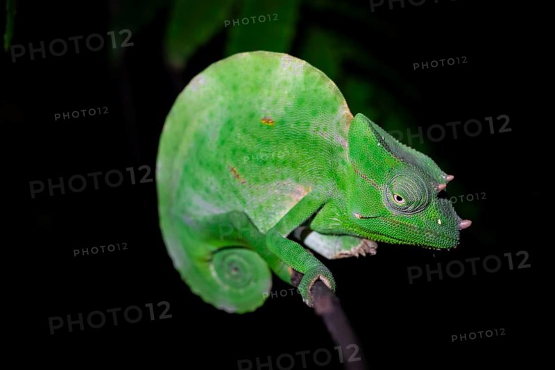 Usambara three-horned chameleon (Trioceros deremensis), chameleon on a branch at night, Amani Nature Forest Reserve, Eastern Usambara Mountains, Tanga, Tanzania