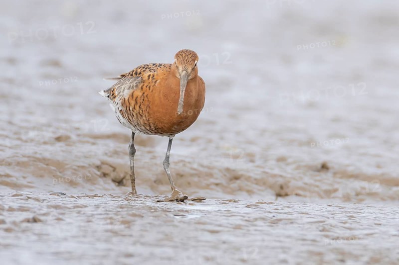 Black tailed godwit (Limosa limosa) adult male wader bird in summer plumage on a mudflat, England, United Kingdom