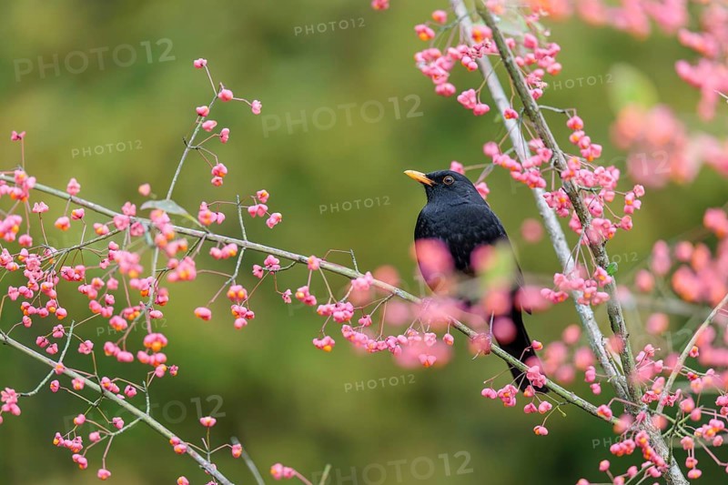 A common blackbird (Turdus merula) sits in a European spindle tree (Euonymus europaeus), and eats the fruit