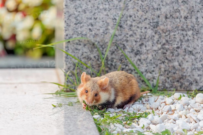 A European hamster (Cricetus cricetus) forages for food on a grave. Vienna, Austria