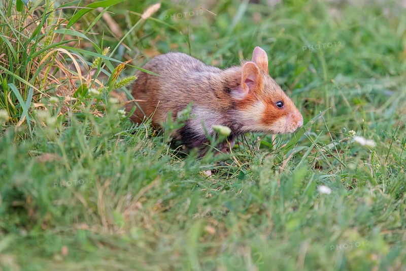 A European hamster (Cricetus cricetus) forages for food on green grass. Vienna, Austria