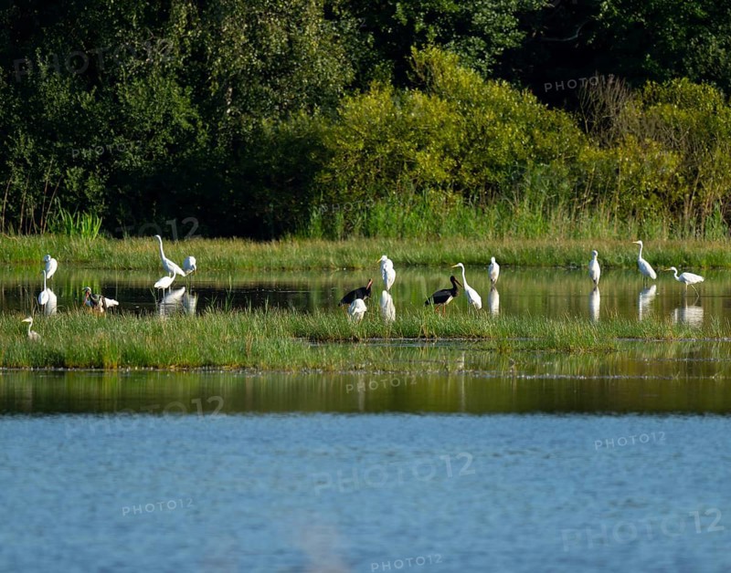 Black storks (Ciconia nigra) and great egret (Ardea alba) in the shallow water zone of a pond, Lower Saxony, Germany