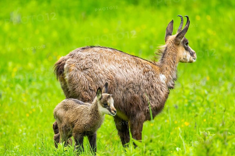 Chamois (Rupicapra rupicapra) Mother (doe) with her youngster (fawn) on a meadow, Austria