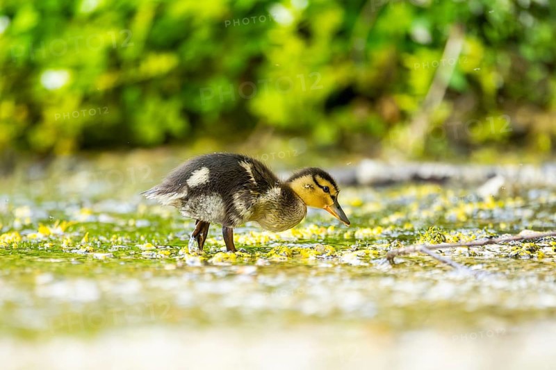 Wild duck (Anas platyrhynchos) chick standing at the schore of a little lake, Bavaria, Germany