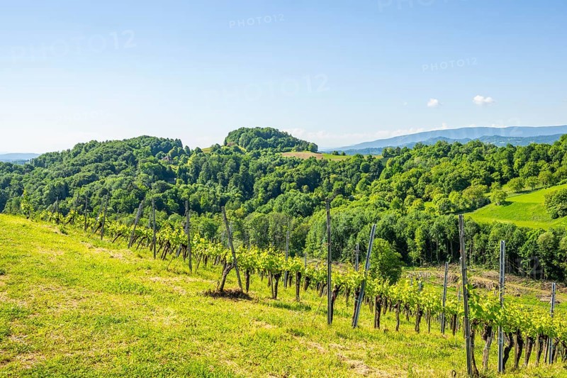 Landscape of the wine yards growing on the hills of southern styria, Austria