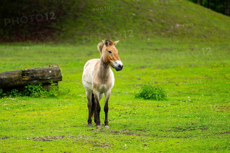 Przewalski's horse (Equus ferus przewalskii) standing on a meadow, Austria, Germany