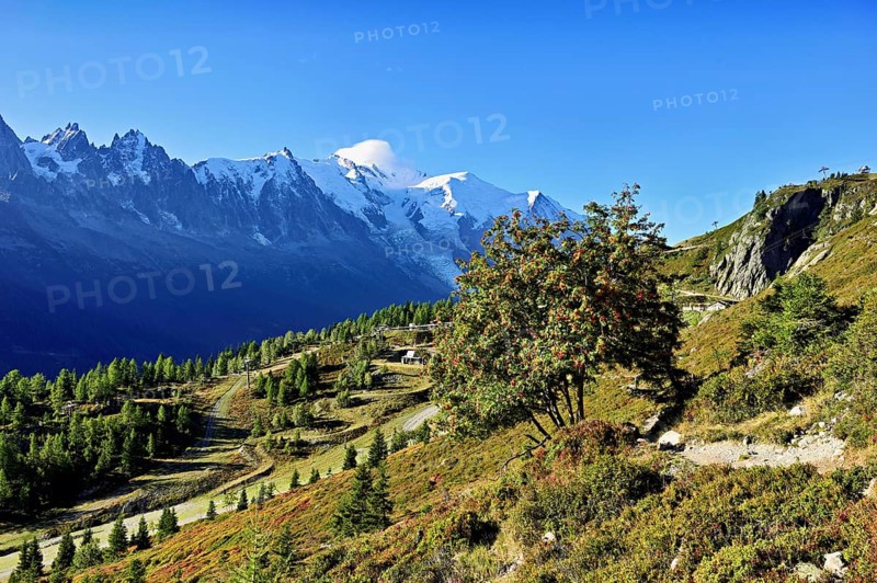 Mountain forest in an autumnal landscape with the snow-covered Mont Blanc massif in the background, Chamonix-Mont-Blanc, Haute-Savoie, France