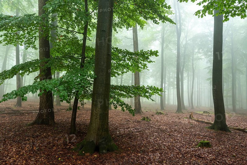 Foggy beech forest with mystical and calm atmosphere, Winterberg, Eschenbruch, North Rhine-Westphalia, Germany