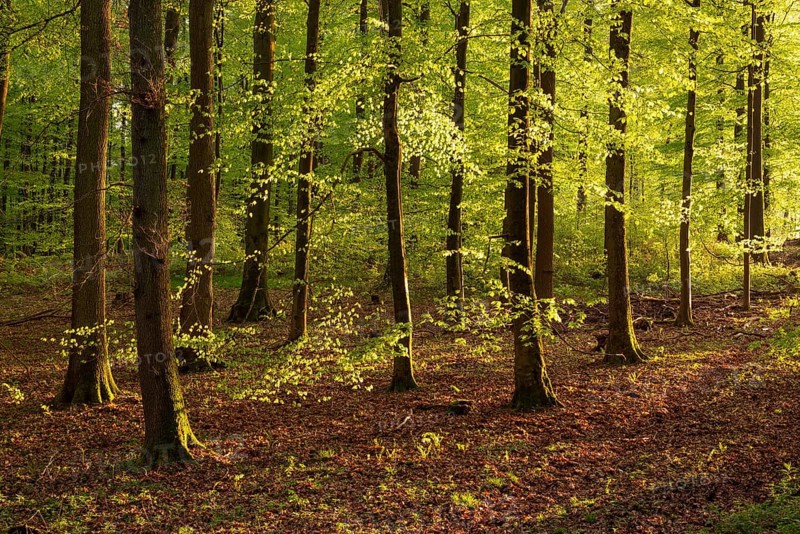 Picturesque evening light in an idyllic beech forest with lush green foliage in spring, Schieder-Schwalenberg, North Rhine-Westphalia, Germany