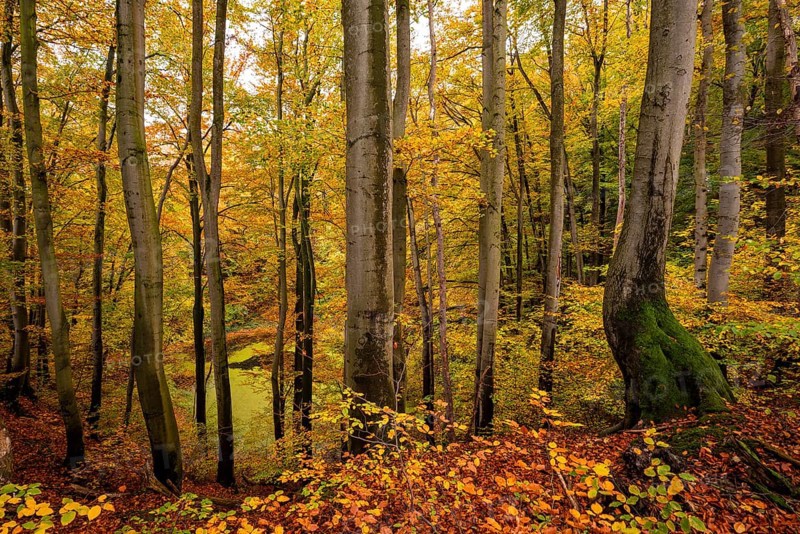 View through tree trunks of the Oberer Erdfall lake, a unique natural monument near Bad Pyrmont, surrounded by forest glowing in colorful autumn colors, Lower Saxony, Germany