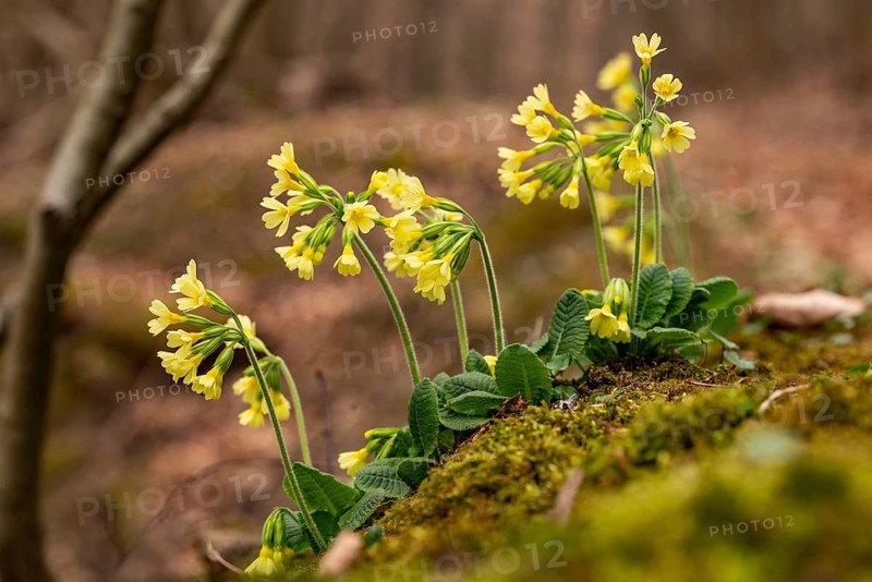 Group of cowflowers (Primula veris) with yellow-blooming inflorescence on the moss-covered soil of a forest in spring, Germany