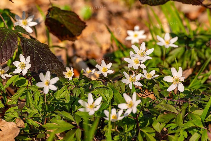 Group of wood anemones or bush anemones (Anemone nemorosa, synonym: Anemonoides nemorosa) at the bottom of a forest in spring, Germany