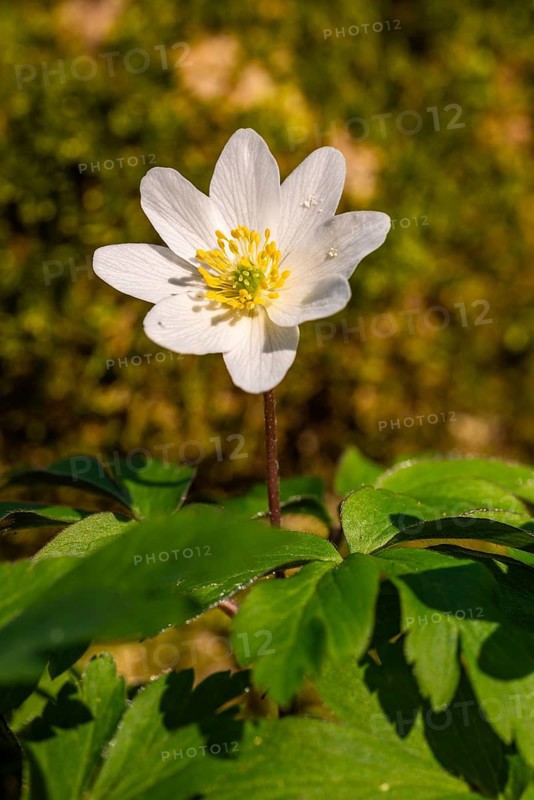 Close-up of a bush anemone or bush wind drone (Anemone nemorosa, synonym: Anemonoides nemorosa) at the bottom of a forest in spring, Germany