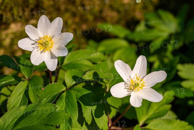 Close-up of two wood anemones or bush anemones (Anemone nemorosa, synonym: Anemonoides nemorosa) at the bottom of a forest in spring, Germany