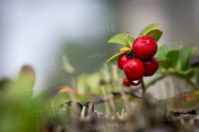Ripe red shiny cranberries (Vaccinium vitis-idaea), forest, Sweden