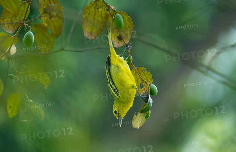 Common Iora (Aegithina tiphia) hanging from a tree branch, Gazipur, Bangladesh