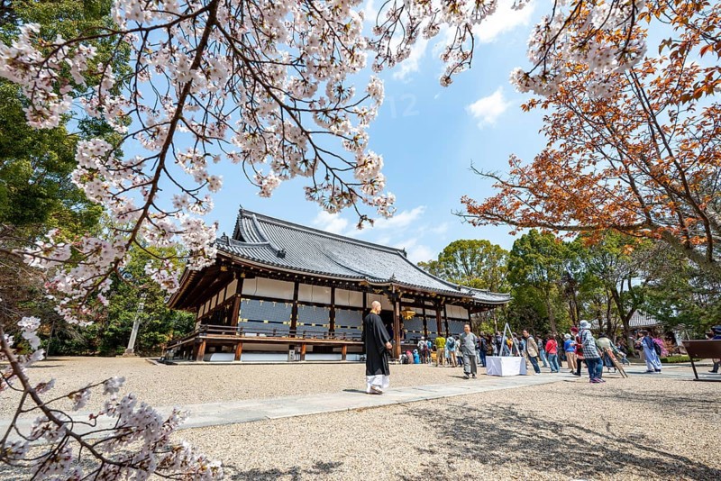 Blooming cherry trees, Kondo main hall of Ninna-ji Temple, Buddhist temple complex, Kyoto, Japan
