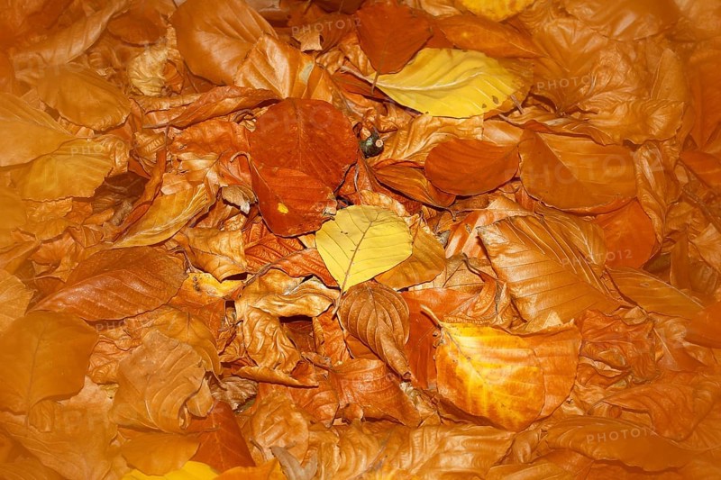 Beech (Fagus) leaves, close-up, alienation, in autumn, North Rhine-Westphalia, Germany