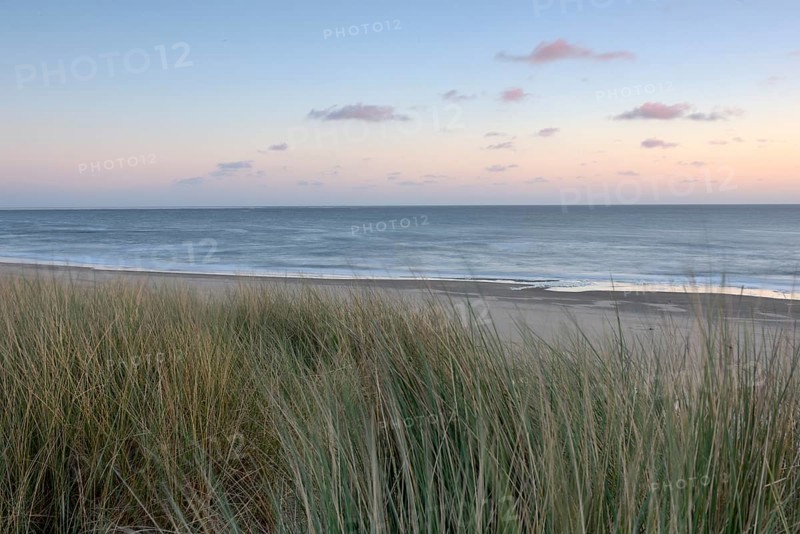 Dune landscape with beach grass on the North Sea, Texel, North Holland, Netherlands