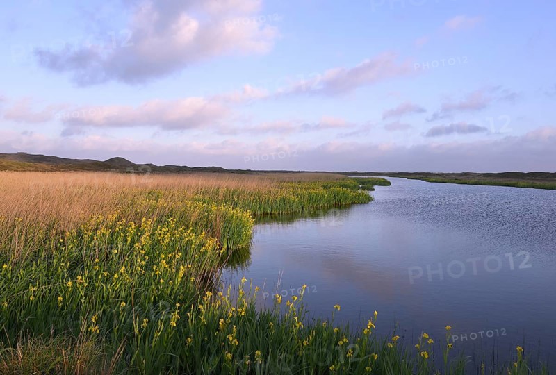 Blooming marsh iris (Iris peudacorus) in the wetland in dune landscape, Texel, North Holland, the Netherlands