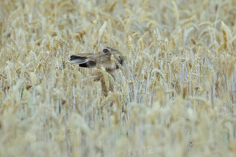 European brown hare (Lepus europaeus) adult animal feeding on a wheat sheath in a farmland field in summer, England, United Kingdom