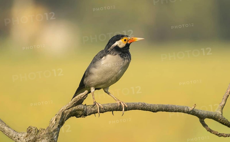 Indian pied myna (Gracupica contra) on a branch with a blurred natural background, Gazipur, Bangladesh