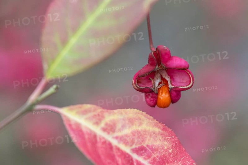 Common spindle bush (Euonymus europaeus), fruits, Emsland, Lower Saxony, Germany